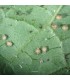 APHIDIUS 1000 pupas de aphidius colemani