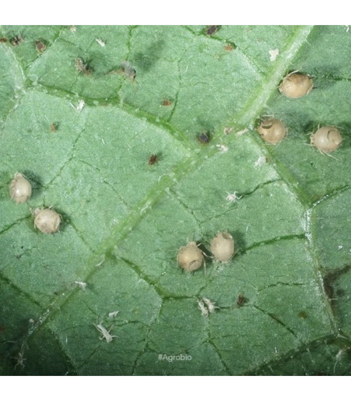 APHIDIUS 1000 pupas de aphidius colemani