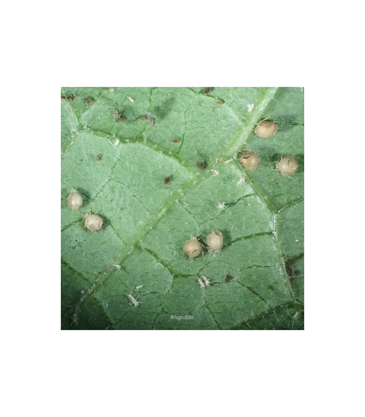 APHIDIUS 1000 pupas de aphidius colemani