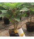 MONcontrol 25000 Typhlodromips montdorensis