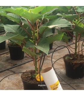 MONCONTROL 25000 Amblyseius montdorensis