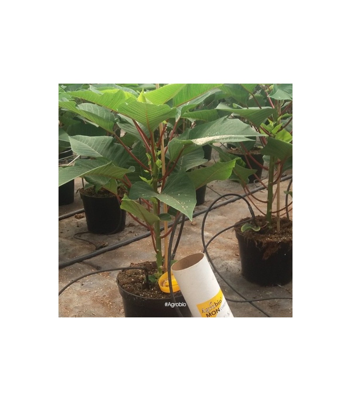 MONcontrol 25000 Typhlodromips montdorensis