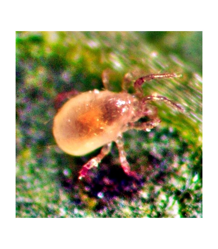 ANDERCONTROL 50000 Amblyseius andersoni ácaro depredador
