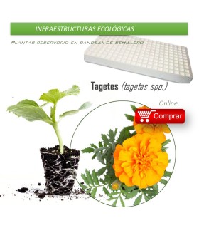 TAGETES en bandeja de semillero