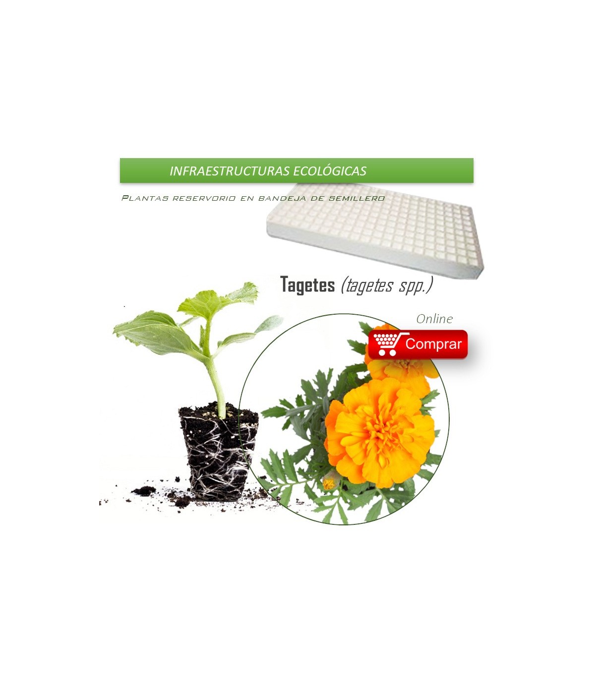 TAGETES en bandeja de semillero