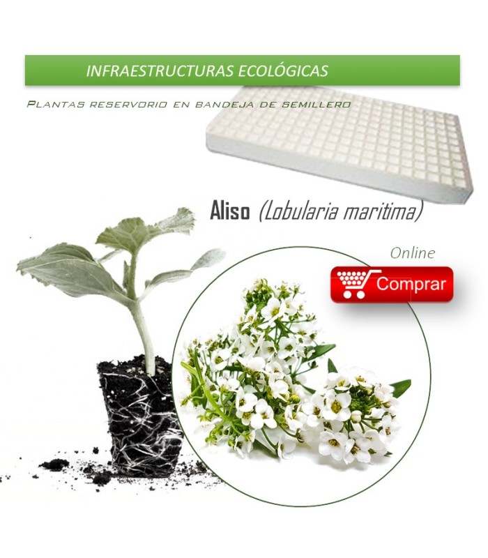 LOBULARIA MARITIMA bandeja de semillero