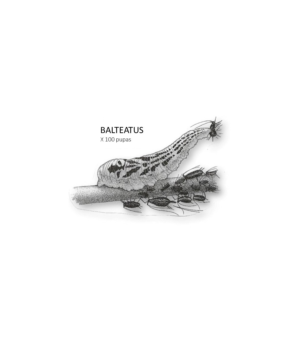 BALTEATUS enemigo natural del pulgón x100 pupas