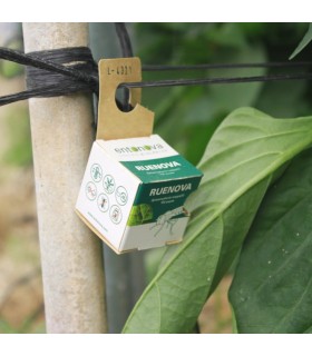 RUENOVA 100 pupas sphaerophoria contra pulgón
