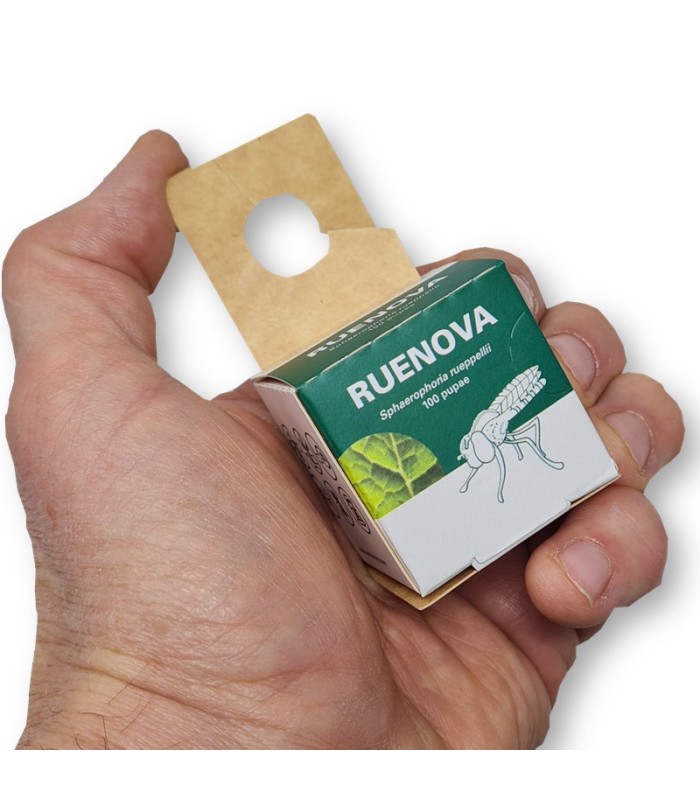 RUENOVA 100 pupas sphaerophoria contra pulgón