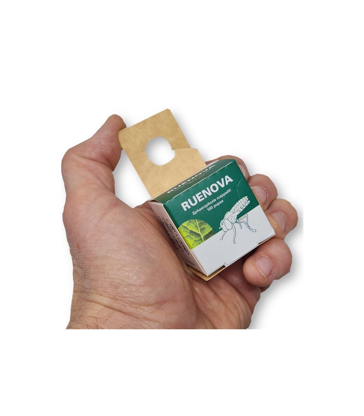 RUENOVA 100 pupas sphaerophoria contra pulgón