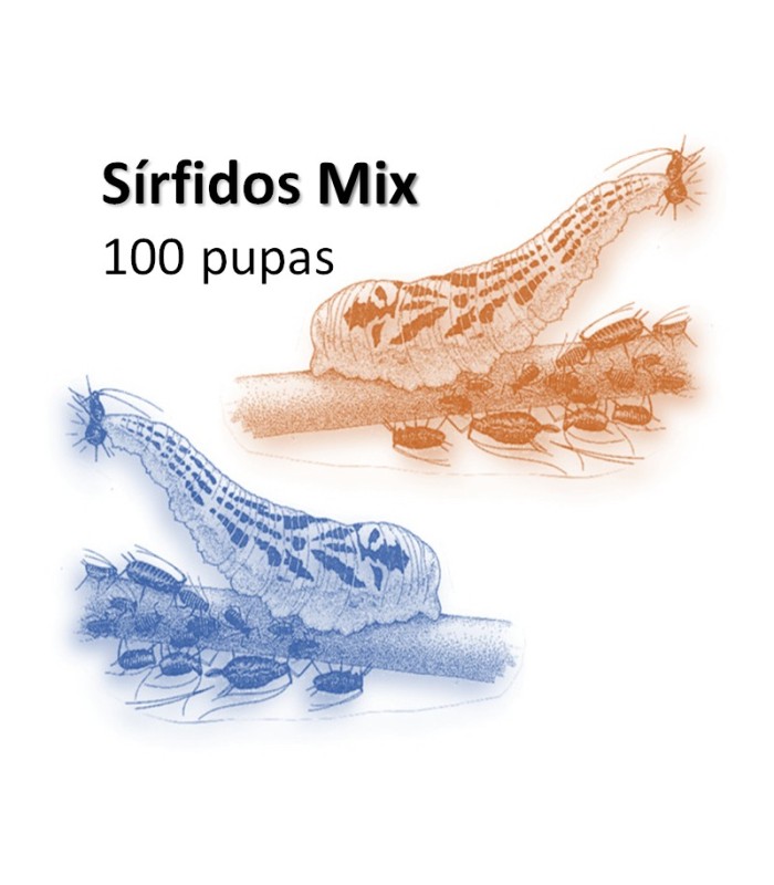 SÍRFIDOS MIX balteatus / Ruepelli x 100 pupas