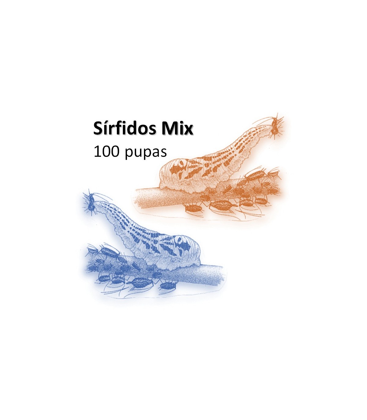 SÍRFIDOS MIX balteatus / Ruepelli x 100 pupas