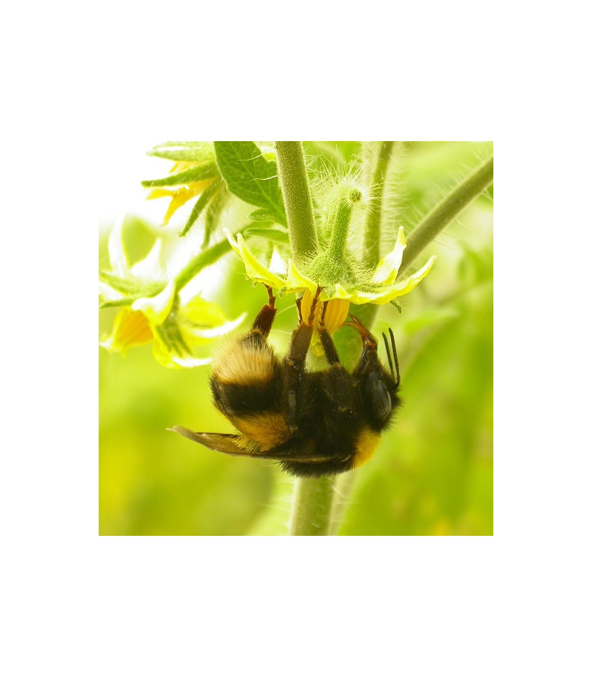 COLMENA BIOBEST Abejorros polinizadores