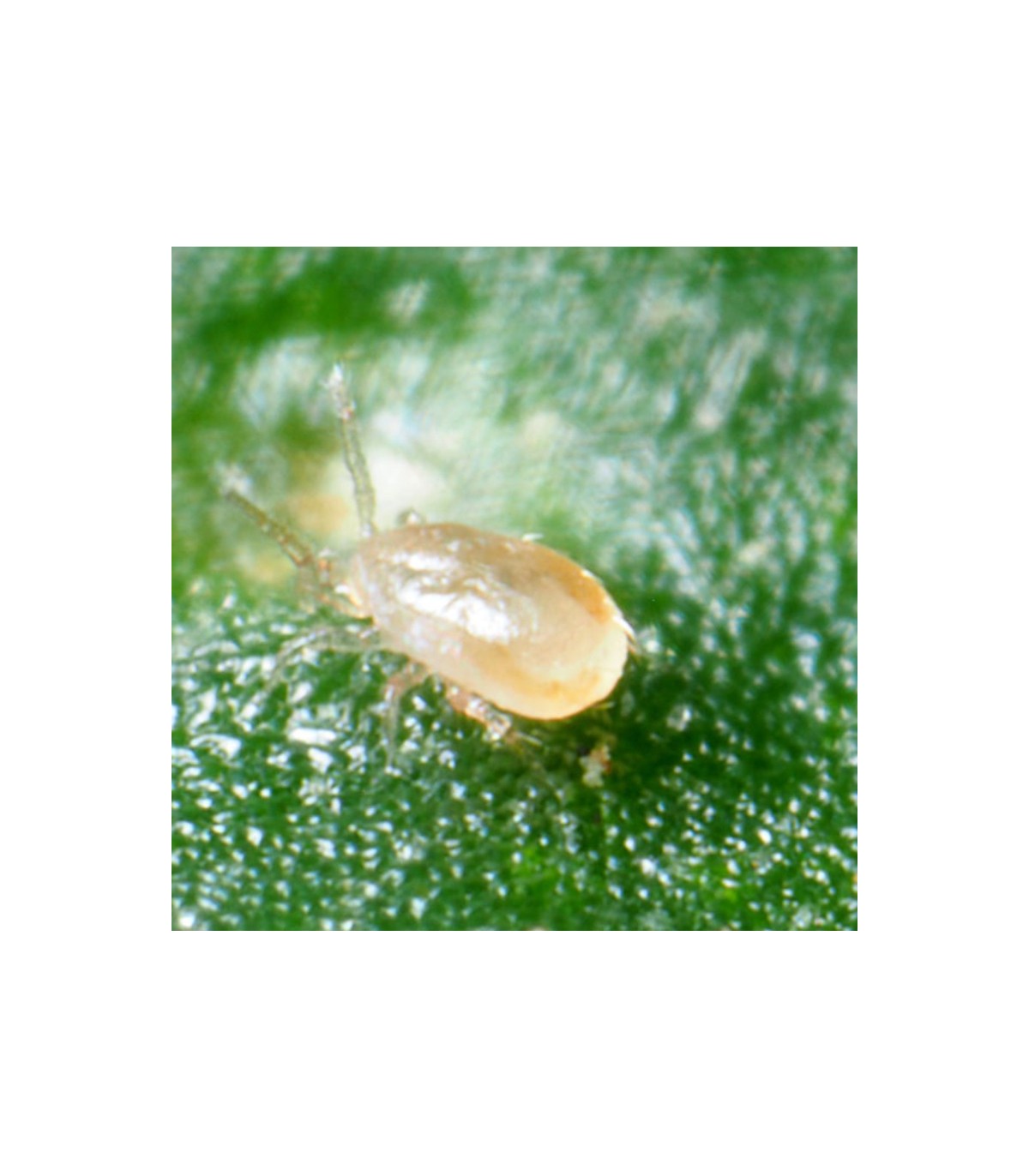 abs-system-250-sobres-amblyseius-cucumeris-contra-trips