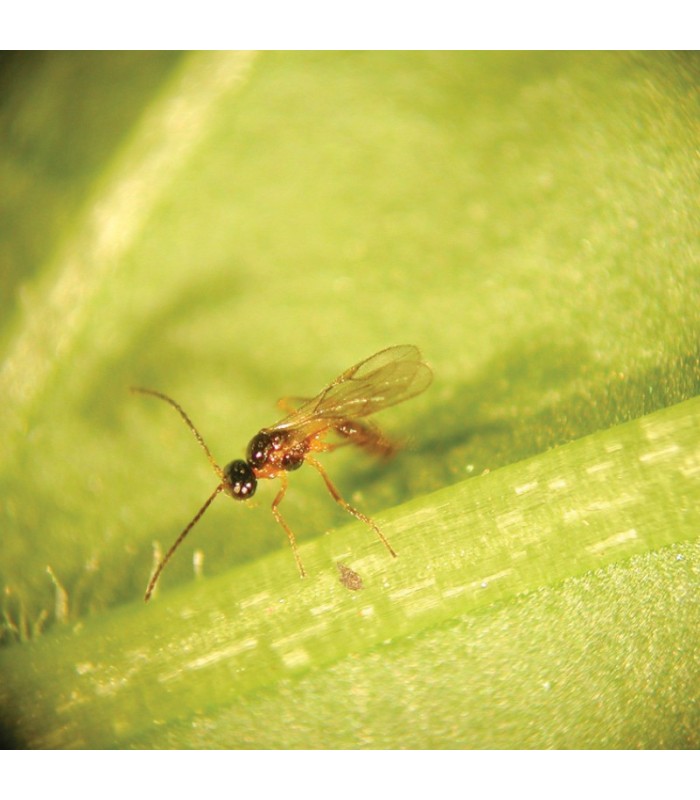 APHIDIUS SYSTEM 2.000 aphidius colemani