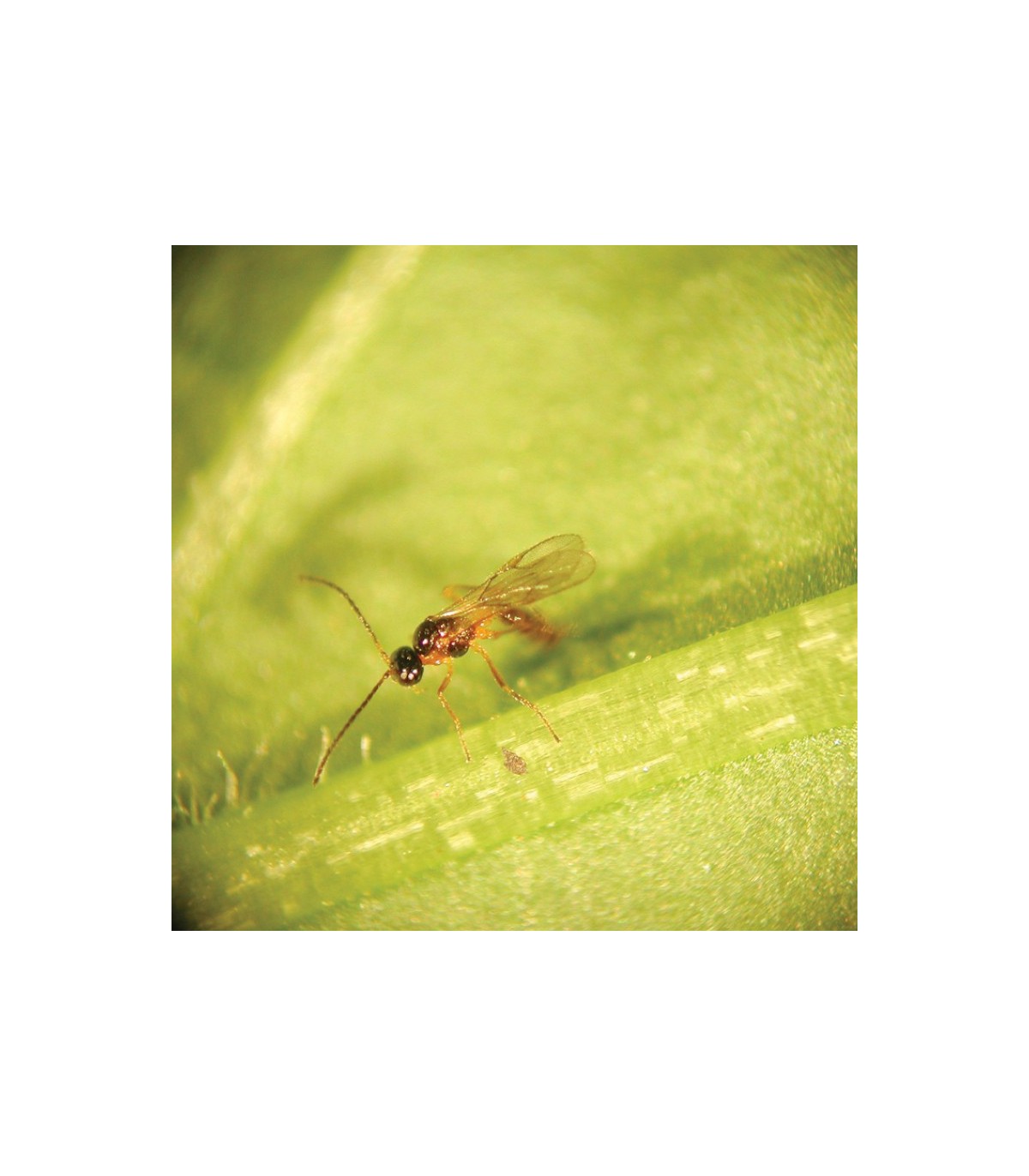 APHIDIUS SYSTEM 2.000 aphidius colemani