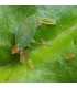 APHIDOLETES SYSTEM  depredador de pulgones bote con 2.000 pupas