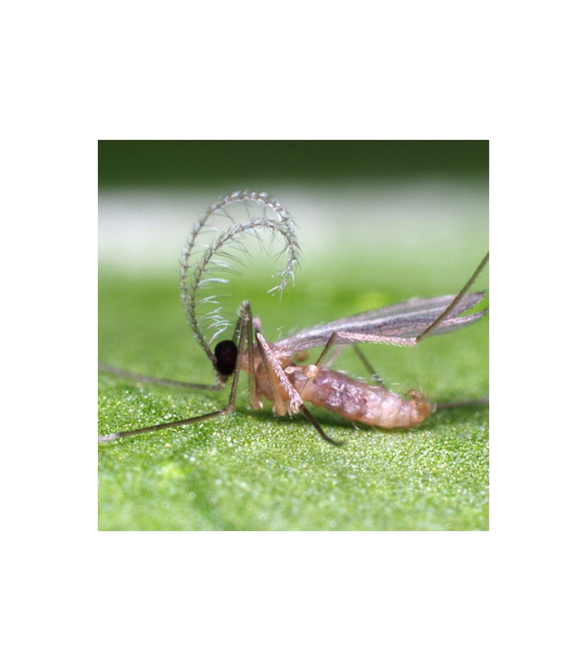 APHIDOLETES SYSTEM  depredador de pulgones bote con 2.000 pupas