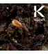 MACROMITE Macrocheles robustulus ácaro depredador de suelo