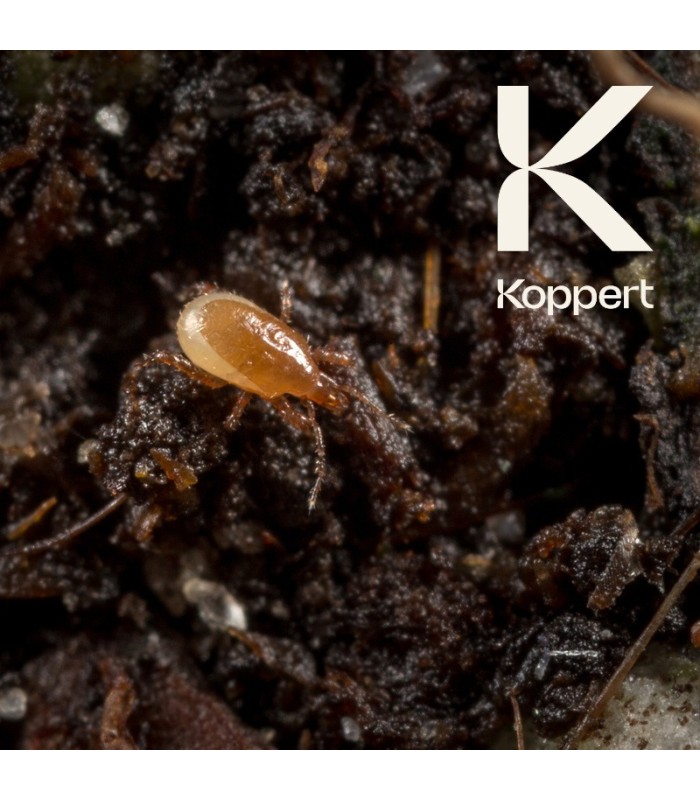 MACROMITE Macrocheles robustulus ácaro depredador de suelo