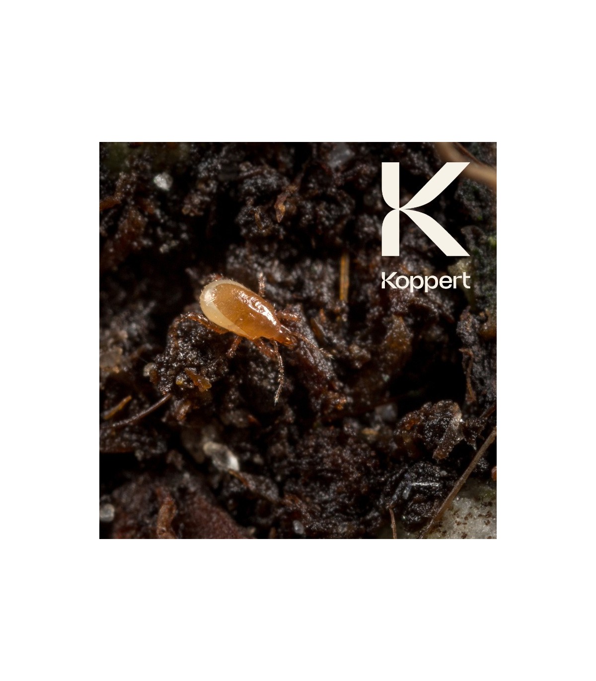 MACROMITE Macrocheles robustulus ácaro depredador de suelo