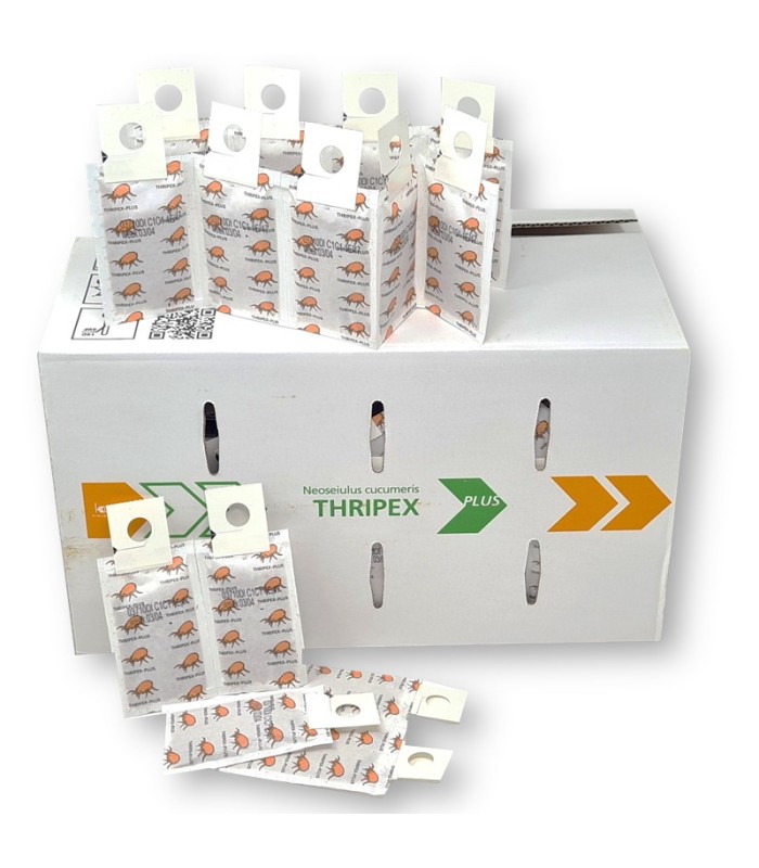 Caja de 500 sobres con 1000 ud cada uno de Amblyseius cucumeris para control de trips