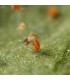 SPIDEX VITAL 2.000 Phytoseiulus persimilis depredador de araña roja