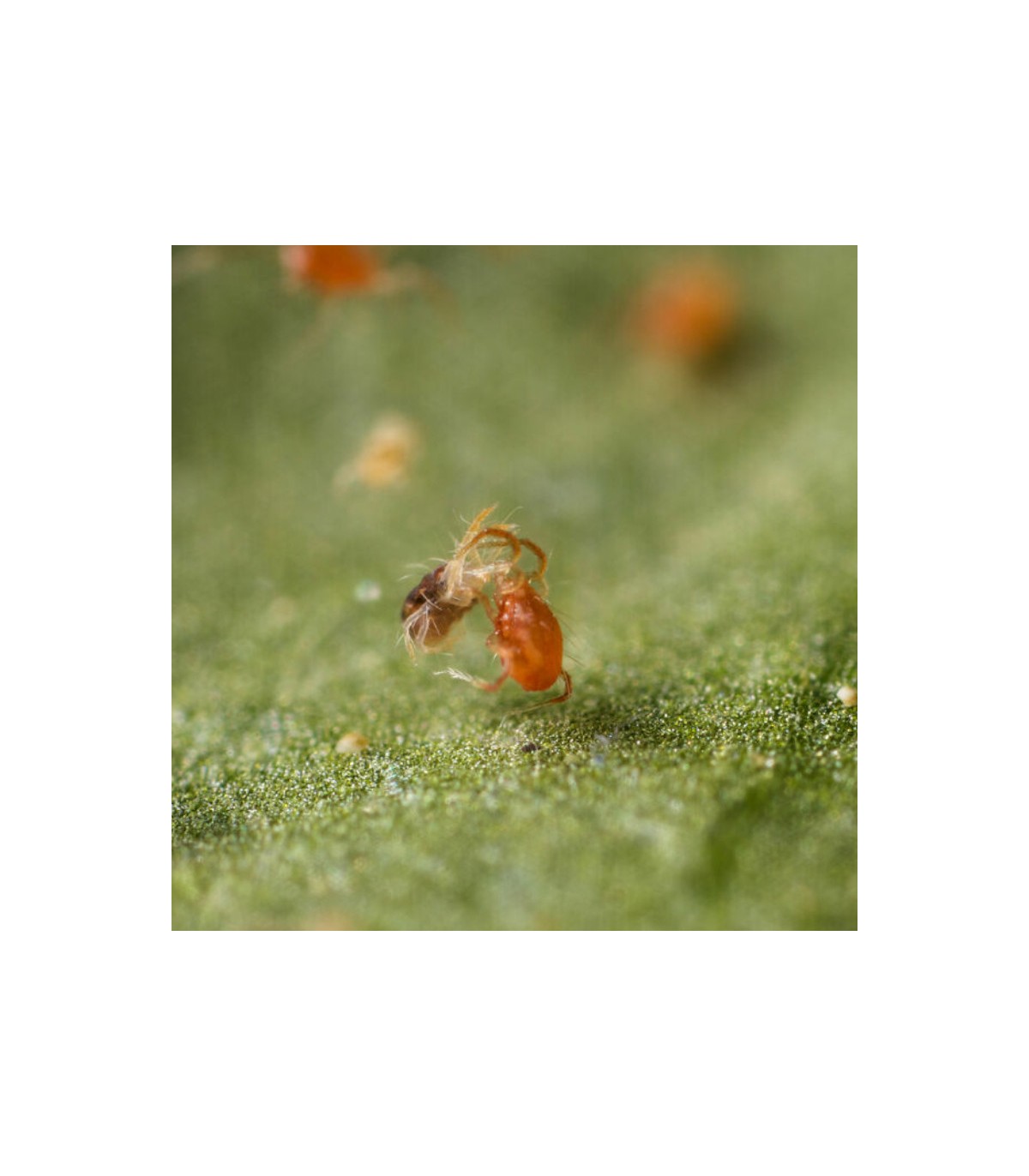 SPIDEX VITAL 2.000 Phytoseiulus persimilis depredador de araña roja