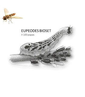 Eupeodes Bioset 100 enemigo natural de pulgones