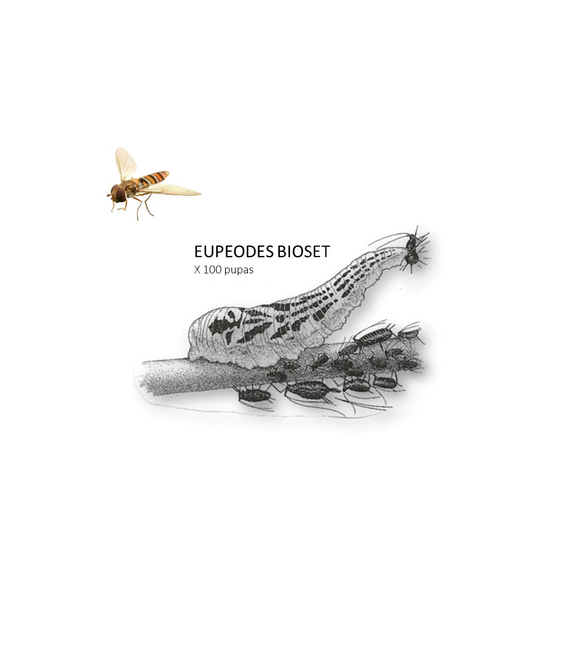 Eupeodes Bioset 100 enemigo natural de pulgones