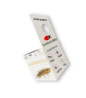 Crisopa CBi 100 pupas anti pulgones
