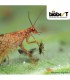 MiCROMUS SYSTEM 250 Crisopa parda contra pulgones