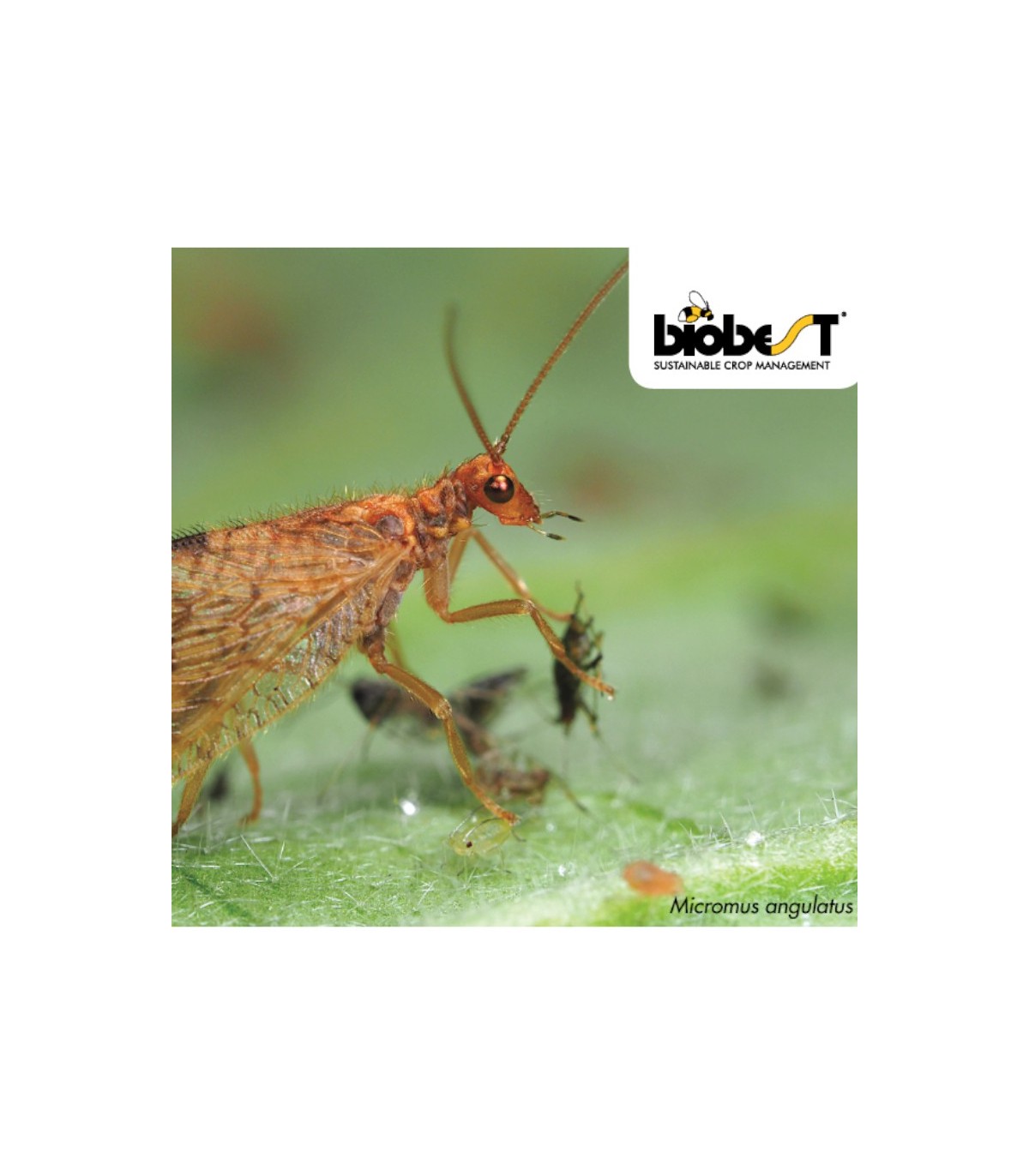 MiCROMUS SYSTEM 250 Crisopa parda contra pulgones
