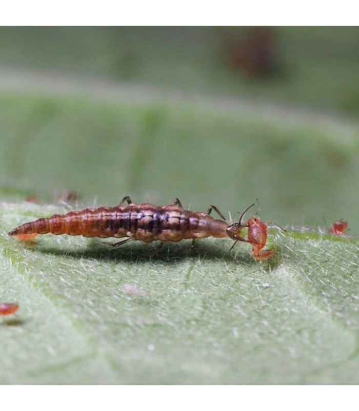 MiCROMUS SYSTEM 250 Crisopa parda contra pulgones
