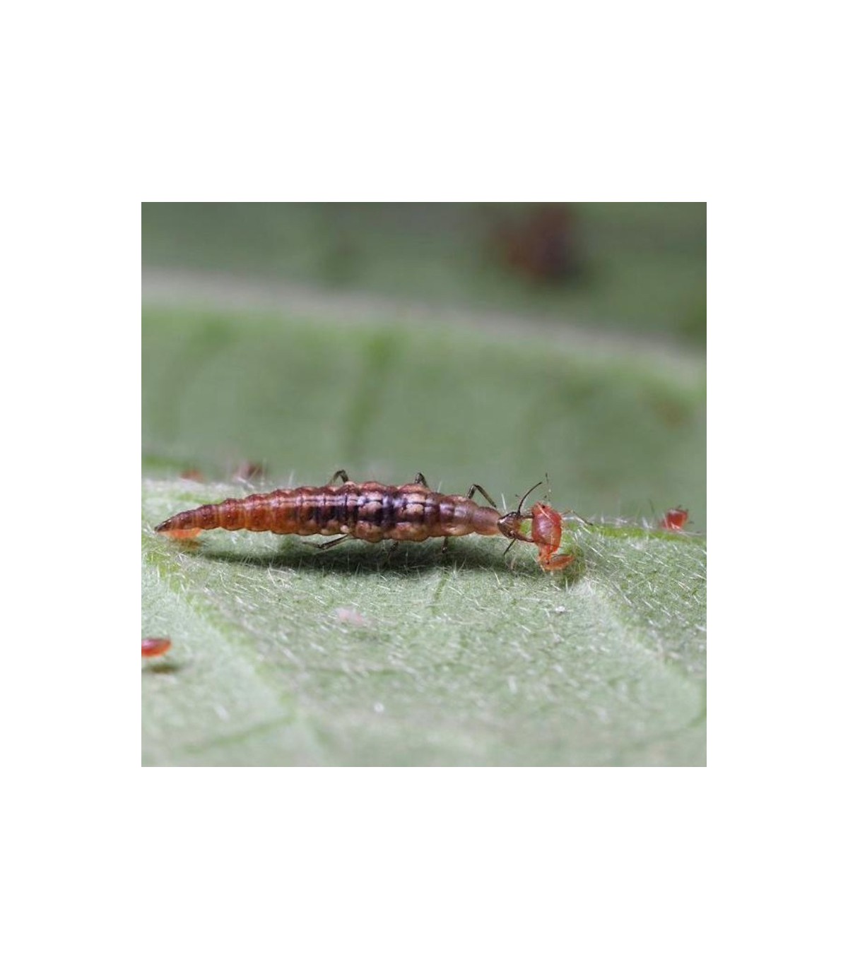 MiCROMUS SYSTEM 250 Crisopa parda contra pulgones