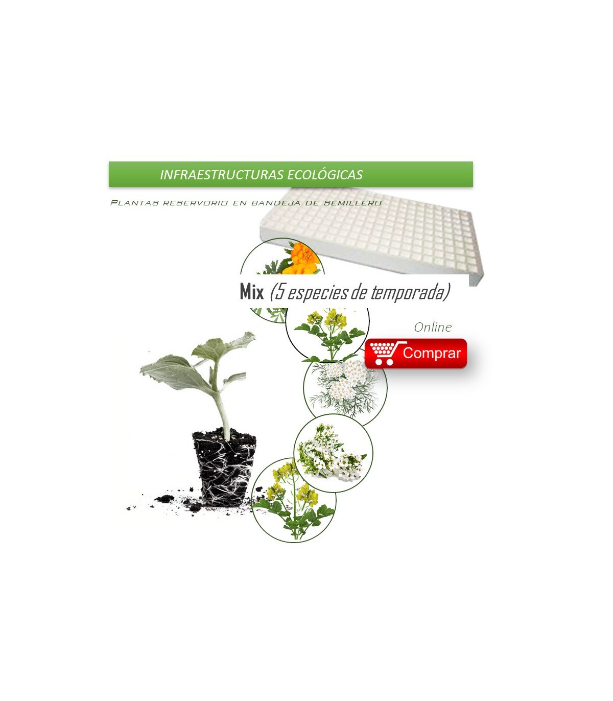 MIX CONSERVATIVO, biodiversidad de plantas insectarias x 104 ud.