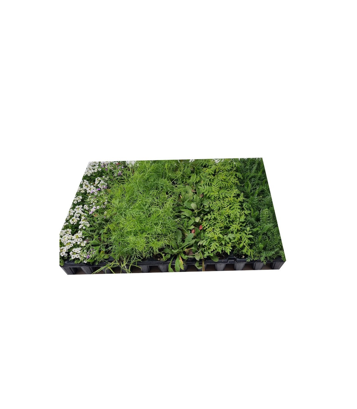 MIX CONSERVATIVO, biodiversidad de plantas insectarias x 104 ud.