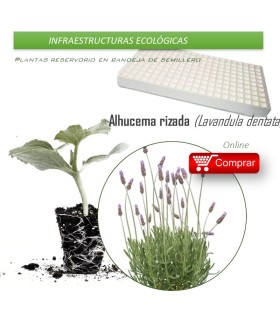andeja viverista BVx108 Ud