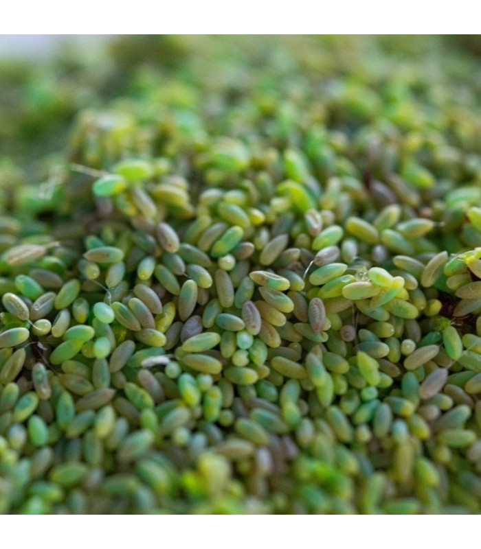CHRYSOPA-E 100.000 huevos de crisopa