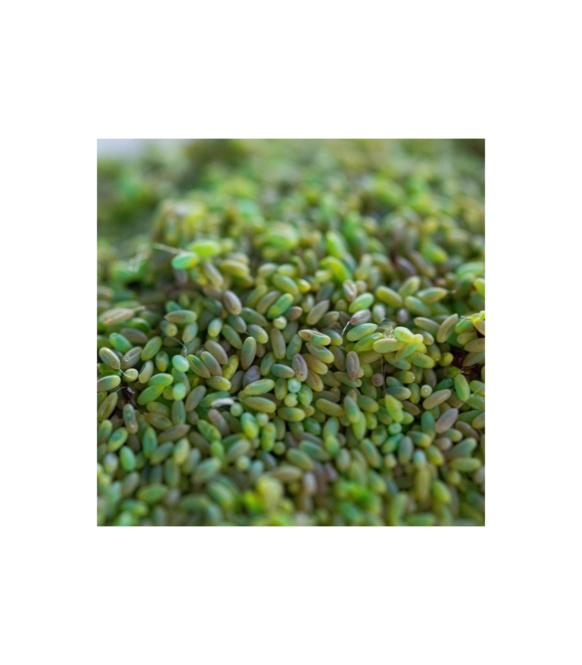 CHRYSOPA-E 100.000 huevos de crisopa