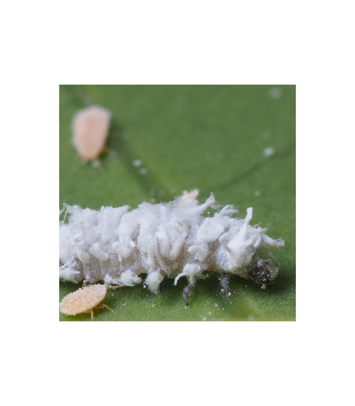 Venta de cryptolaemus system  250 en formato de larva