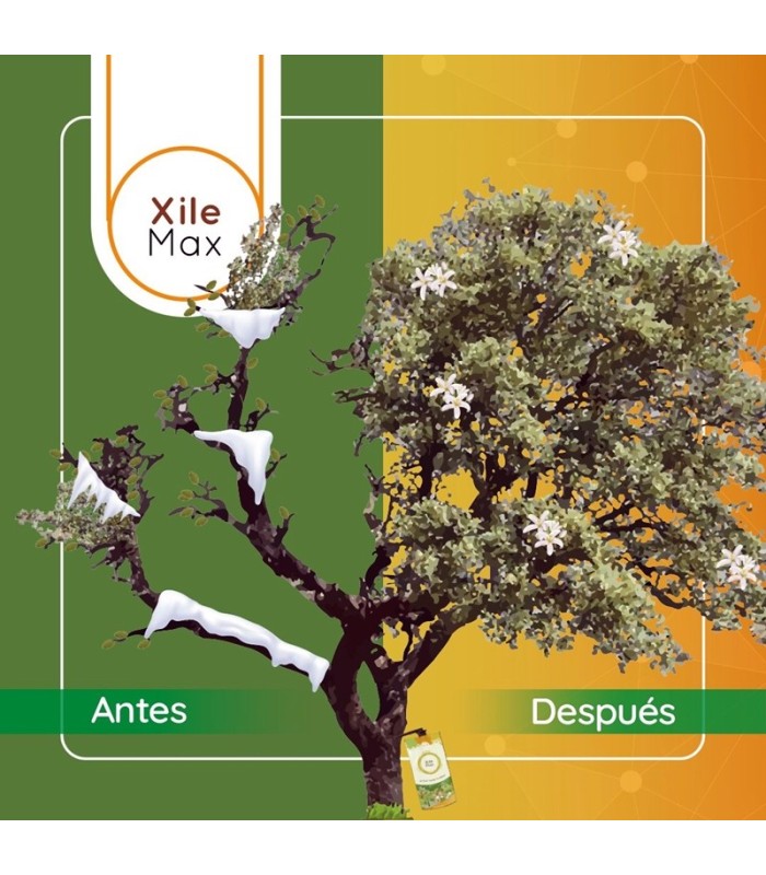 XileMax endoterapia contra enfermedades