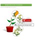 Caja mixta de PLANTAS AUXILIARES  en maceta