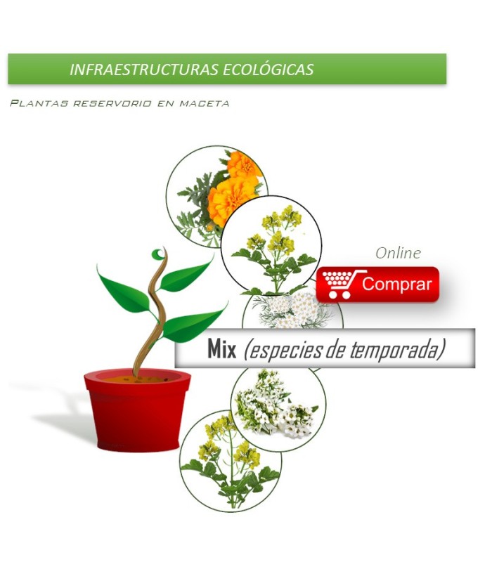 Caja mixta de PLANTAS AUXILIARES  en maceta