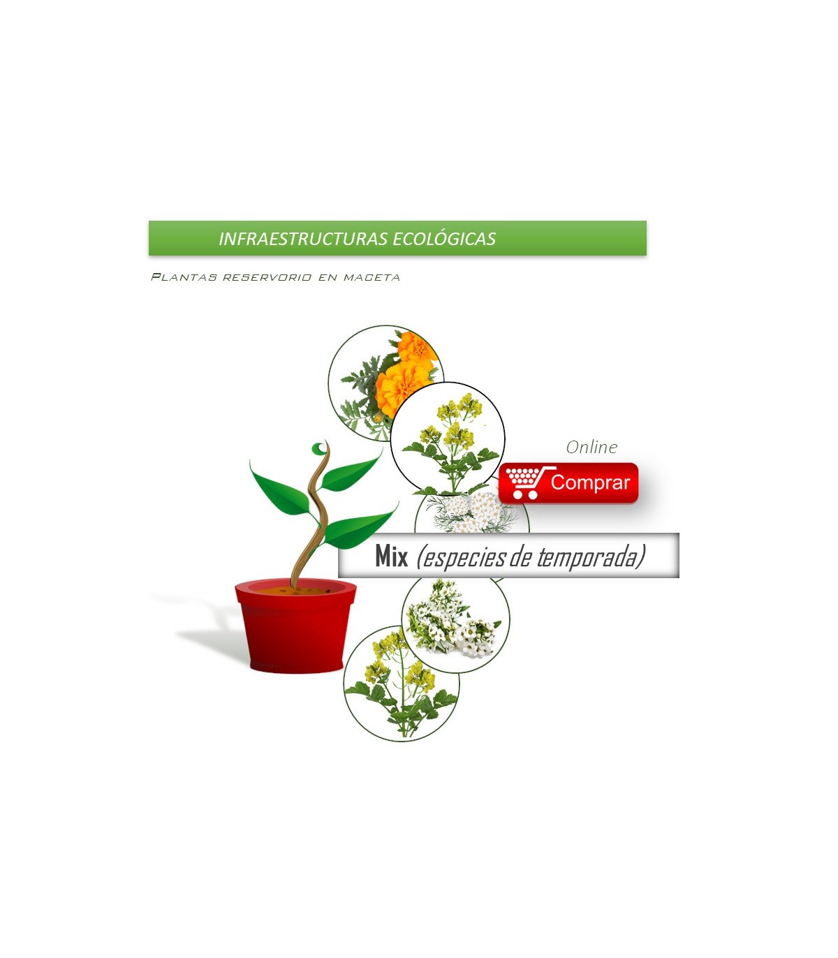 Caja mixta de PLANTAS AUXILIARES  en maceta