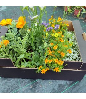 Caja mixta de PLANTAS AUXILIARES  en maceta