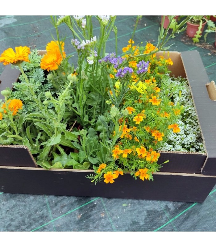 Caja mixta de PLANTAS AUXILIARES  en maceta