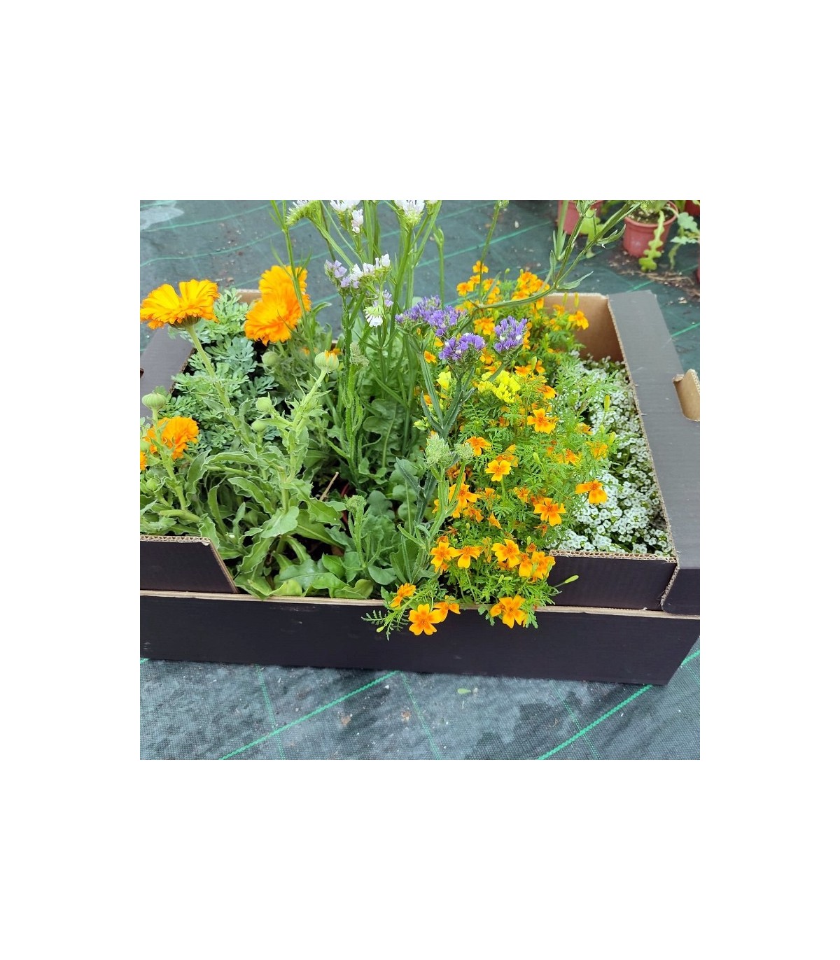 Caja mixta de PLANTAS AUXILIARES  en maceta