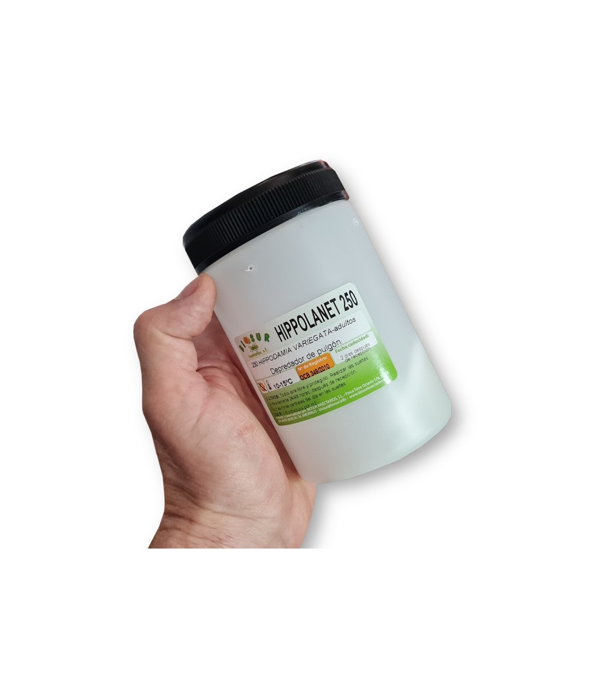 HIPPOLANET 250 Hippodamia mariquita depredadorea de pulgones
