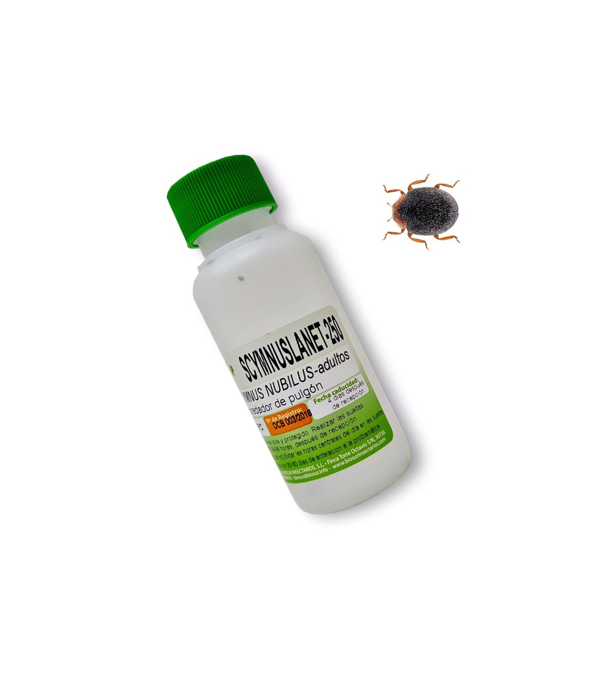 Scymnus nubilus depredador de pulgones y cochinillas